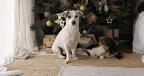 A white mutt with a patch over one eye sits beside two cats near Christmas tree Vídeos de archivo 233283244