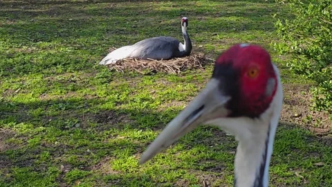 White Naped Crane bird head Stock Footage 272425472