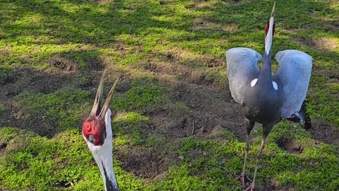 White Naped Crane birds Stock Footage 272425142