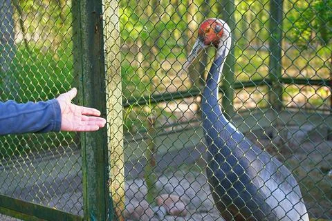 White-naped crane in captivity Stock Photos