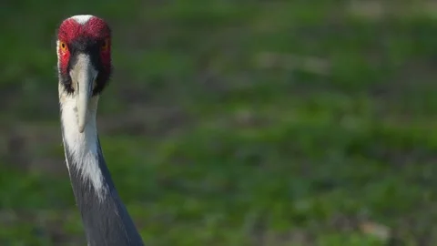 A White-naped crane head Stock-Footage 273745130