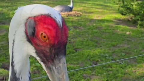 A White-naped crane head Stock Footage 275466276