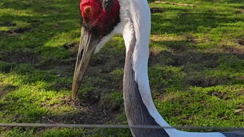 A White-naped crane head Stock Footage 275466975