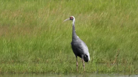 White-naped crane looking around the swamp Stock Footage 260839009
