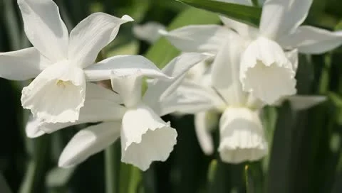 White narcissus blooming Stock-Footage 11019647