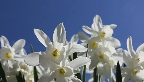 White narcissus bunch outdoors Stock Footage 11019714