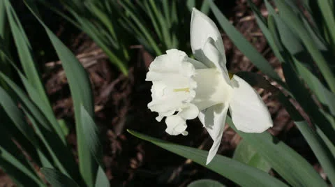 White narcissus close up Stock Footage 22732589