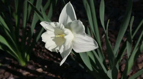 White narcissus close up Stock Footage 22732612