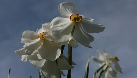 White narcissus flowers Stock Footage 11019736