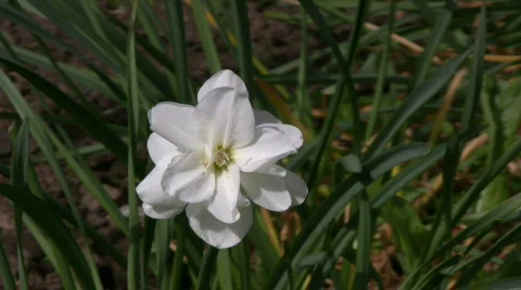 White narcissus Video stock 576465