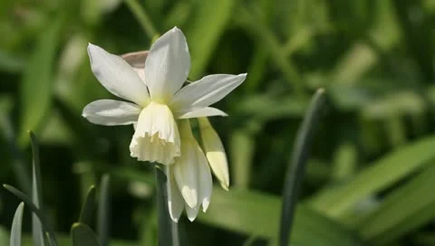 White narcissus Stock Footage 11019650