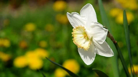 White narcissus Stock Footage 37179458
