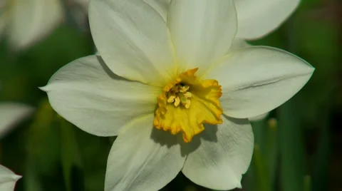 White Narcissus. Stock Footage 37971538