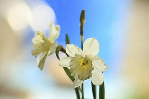 A White Narcissus Stock Photos