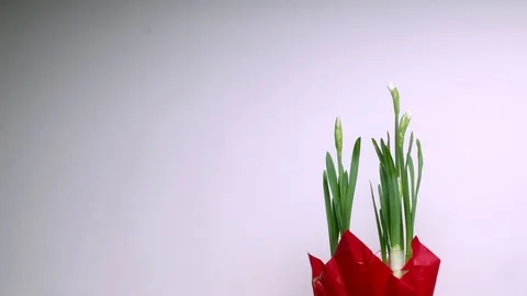 White Narcissus Time-lapse Stock Footage 84821178