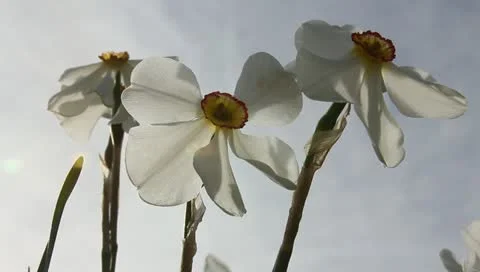 White narcissus touching sky Stock Footage 11019737