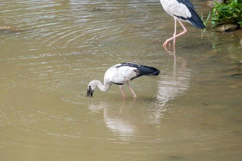 White-necked crane dips beak into shallow water Stock Photos