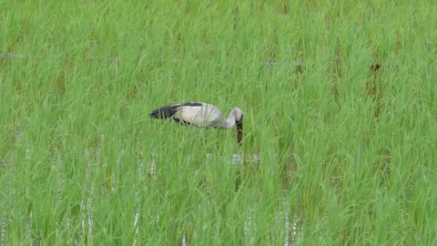 A White-necked Heron Stock Footage 316230014