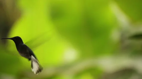White-Necked Hummingbird In Flight Stock Footage 46109977