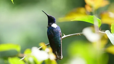 White-necked jacobin bird in its natural habitat in the forest Stock Footage 91806307