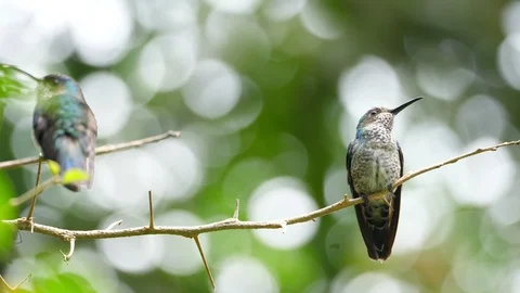 White-necked jacobin bird in its natural habitat in the forest Stock Footage 91806567