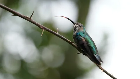 White-necked jacobin bird in its natural habitat in the forest Stock Footage 91806819