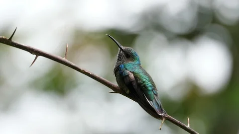 White-necked jacobin bird in its natural habitat in the forest Stock Footage 91807005