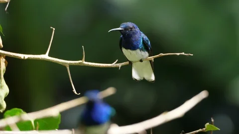 White-necked jacobin bird in its natural habitat in the forest Stock Footage 91838030