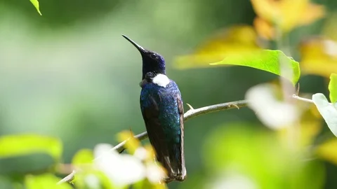 White-necked jacobin bird in its natural habitat in the forest Stock Footage 91838155
