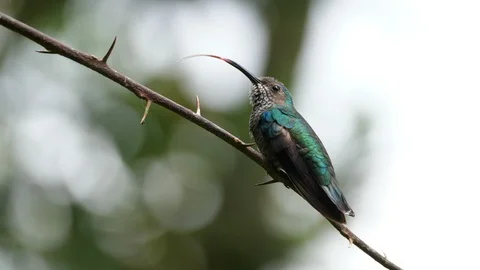 White-necked jacobin bird in its natural habitat in the forest Stock Footage 91838196