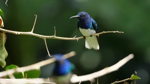 White-necked jacobin bird in its natural habitat in the forest Stock Footage 91863215