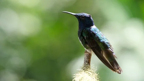 White-necked jacobin bird next to its nest in the forest Stock Footage 91863648