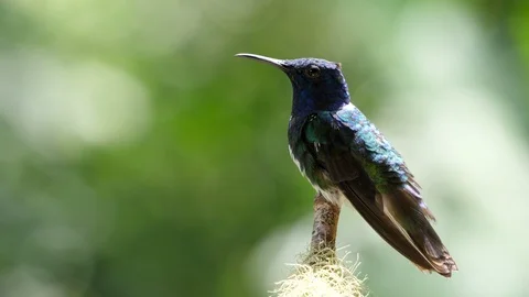 White-necked jacobin bird next to its nest in the forest Stock Footage 91863993