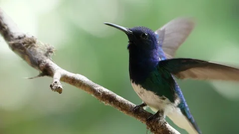 White-necked jacobin bird perching on a branch slow motion Stock Footage 91808355