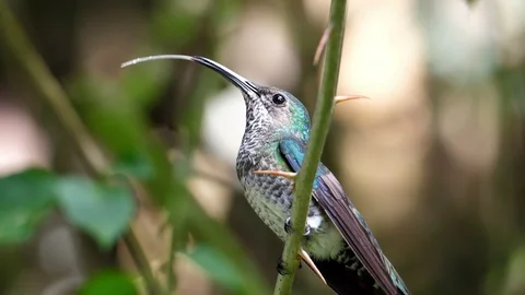 White-necked jacobin bird sticking out his tongue slow motion Stock Footage 91808475