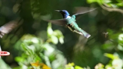 White-necked jacobin birds flying next to the nest slow motion Stock Footage 91808235