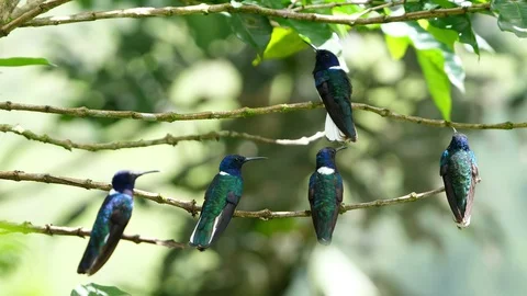 White-necked jacobin birds in its natural habitat in the forest Stock Footage 91805433