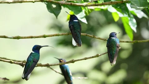 White-necked jacobin birds in its natural habitat in the forest Stock Footage 91805575