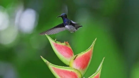 A White-necked Jacobin (Florisuga mellivora) feeds Stock Footage 334091158