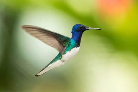 White-necked jacobin hovering in the air, caribean tropical forest, Trinidad  Stock Photos