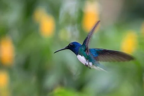 White-necked jacobin hovering in the air, caribean tropical forest, Trinidad  Stock Photos