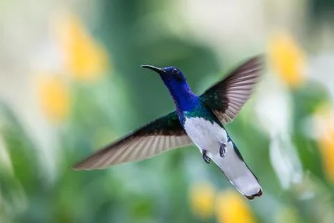 White-necked jacobin hovering in the air, caribean tropical forest, Trinidad  Stock Photos