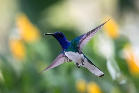 White-necked jacobin hovering in the air, caribean tropical forest, Trinidad  Stock Photos