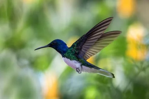 White-necked jacobin hovering in the air, caribean tropical forest, Trinidad  Stock Photos
