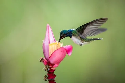White-necked jacobin hovering drinking nectar from favourite pink flower. Ani Stock Photos