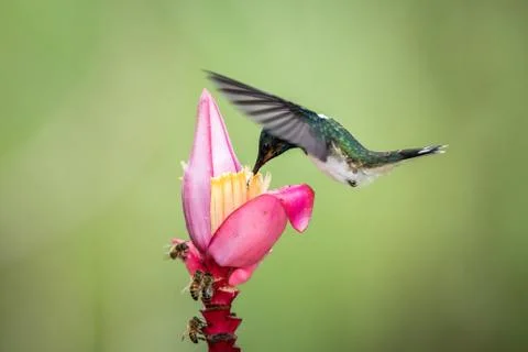 White-necked jacobin hovering drinking nectar from favourite pink flower. Ani Stock Photos