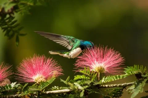 White-necked jacobin hovering next to pink mimosa flower, bird in flight, car Stock Photos