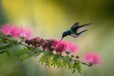 White-necked jacobin hovering next to pink mimosa flower, bird in flight, car Stock Photos