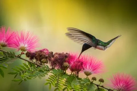 White-necked jacobin hovering next to pink mimosa flower, bird in flight, car Stock Photos