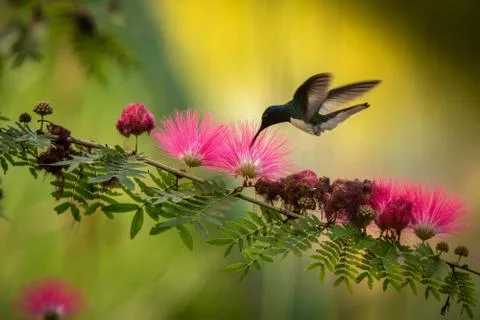 White-necked jacobin hovering next to pink mimosa flower, bird in flight, car Stock Photos